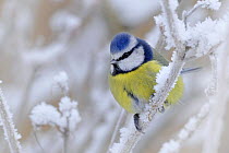 British garden birds in winter