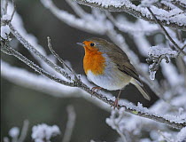 Robin (Erithacus rubecula) perched in snow, Wales, UK (non-ex) January