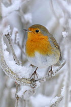 Robin (Erithacus rubecula) perched in snow, Wales, UK (non-ex) January~*NB - Not available for greeting card use worldwide until 01 January 2014*