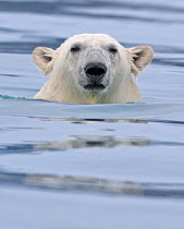 Polar Bear (Ursus maritimus) swimming Svalbard, Norway (non-ex).  Cropped from image 01262709