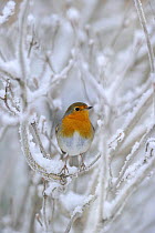 European Robin (Erithacus rubecula) perched in snow, Wales, UK, January