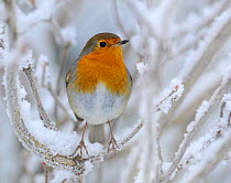 RF- European Robin (Erithacus rubecula) perched in snow, Wales, UK, January. (This image may be licensed either as rights managed or royalty free.)
