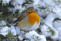 European Robin (Erithacus rubecula) perched in snow, Wales, UK, January