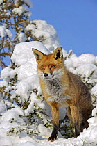 European Red Fox (Vulpes vulpes) in snow, UK, captive