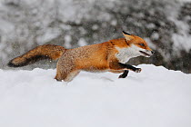 European Red Fox (Vulpes vulpes) running through deep snow, UK, captive