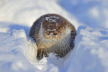 European Otter (Lutra Lutra) in deep snow, UK, captive