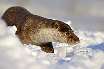 European Otter (Lutra Lutra) in deep snow, UK, captive