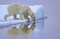 Polar Bear (Ursus maritimus) about to enter water, Svalbard, Norway, September 2009. Cropped from image 01262546