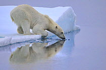 Polar Bear (Ursus maritimus) about to enter water, Svalbard, Norway, September 2009