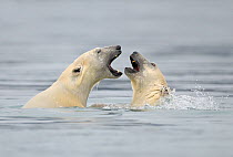 Polar Bear (Ursus maritimus) mother and cub playing in water, Svalbard, Norway, September 2009