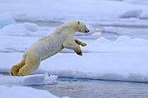 Polar Bear (Ursus maritimus) jumping between ice sheets, Svalbard, Norway, September 2009