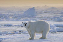Polar Bear (Ursus maritimus) on pack ice, Svalbard, Norway, September 2009