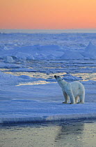 Polar Bear (Ursus maritimus) sniffing the air on pack ice at sunset, Svalbard, Norway, September 2009