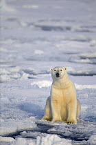 Polar Bear (Ursus maritimus) sitting on pack ice, Svalbard, Norway, September 2009