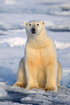 RF- Polar Bear (Ursus maritimus) sitting on pack ice, Svalbard, Norway, September 2009. Endangered species. (This image may be licensed either as rights managed or royalty free.)