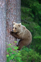 European brown bear (Ursus arctos) cub climbing pine tree in taiga forest, Martinselkonen, Finland, June