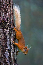 Red squirrel (Sciurus vulgaris) on tree trunk, in pine forest, Speyside, Scotland, July