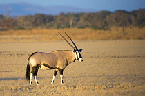 Southern oryx / Gemsbok (Oryx gazella) in the Namib Desert, Sossusvlei, Namib Naukluft National Park, Namibia, Africa, November