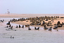 Cape fur seal (Arctocephalus pusillus) colony at Pelican Point, Walvis Bay, Namibia, November