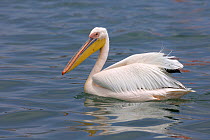 Great white pelican (Pelecanus onocrotalus) on water, Walvis Bay, Namibia, November