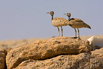 Pair of Rüppell's korhaan / bustard (Eupodotis ruepellii) Namibia, November