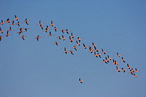 Lesser flamingo (Phoeniconaias / Phoenicopterus minor) flock in flight, Walvis Bay, Namibia, November