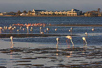 Greater flamingos (Phoenicopterus ruber) and lesser flamingos (Phoeniconaias / Phoenicopterus minor) feeding, Walvis Bay, Namibia, November 2007