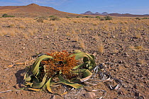 Welwitschia (Welwitschia mirabilis) male plant, Damaraland, Namibia, November
