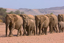 Desert adapted African elephants (Loxodonta africana) walking in line, Huab river valley, Damaraland, Namibia, November
