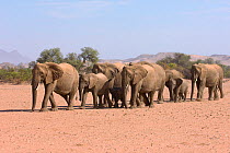 Desert adapted African elephant (Loxodonta africana) group walking in line, Huab river valley, Damaraland, Namibia,  November