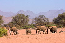 Desert adapted African elephants (Loxodonta africana) walking, Huab river valley, Damaraland, Namibia, November