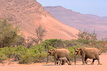 Desert adapted African elephants (Loxodonta africana) Huab river valley, Damaraland, Namibia, November