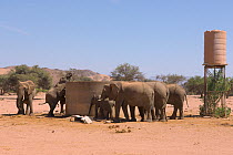 Desert adapted African elephants (Loxodonta africana) drinking from village water tank, Huab river valley, Damaraland, Namibia, November