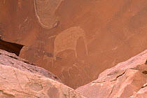 Ancient rock carvings of animals including elephant in red sandstone, Twyfelfontein, Damaraland, Namibia
