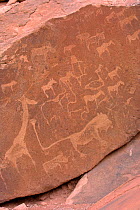 Ancient rock carvings of animals including giraffe and lion in red sandstone, Twyfelfontein, Damaraland, Namibia