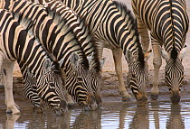 Hartmann's mountain zebras (Equus zebra hartmannae) drinking at water hole, Etosha National Park, Namibia, November