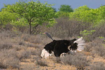 Common ostrich (Struthio camelus) pair mating, male visible, Etosha National Park, Namibia, November