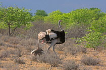 Common ostrich (Struthio camelus) adult pair following mating, male showing penis, Etosha National Park, Namibia, November