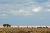 Herd of Burchell's zebra (Equus quagga) by the Etosha Pan, Etosha National Park, Namibia, November