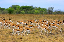 Springbok (Antidorcas marsupialis) herd grazing, Etosha National Park, Namibia, November