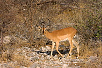 Black-faced impala (Aepyceros melampus petersi) male, Etosha National Park, Namibia, November