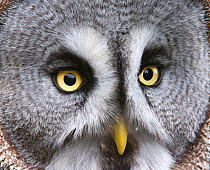Great grey owl (Strix nebulosa) close-up of eyes, bill and facial disc, captive bird
