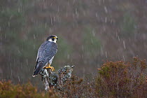 Peregrine falcon (Falco peregrinus) in winter snow shower, captive bird, Speyside, Scotland, February