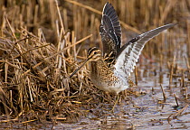 Common snipe (Gallinago gallinago) with stretched wings on edge of reedbed, Norfolk, England, March