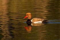 Male Red crested pochard (Netta rufina) on water, Portugal, March