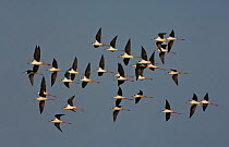 Black-winged stilt (Himantopus himantopus) flock in flight, Rio Formosa Nature Reserve, Algarve, Portugal, March