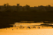 Black-winged stilts (Himantopus himantopus) at dawn, Rio Formosa Nature Reserve, Faro airport tower in background, Algarve, Portugal, March 2008