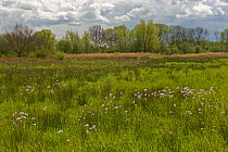 Lowland wet meadow on flood plain of River Great Ouse with Lady's smock / Cuckoo flower (Cardmine pratensis) Paxton Pits nature reserve, Little Paxton, Cambridgeshire, England, April 2008