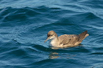 Balearic shearwater (Puffinus mauretanicus) a rare visitor to British waters, off the Pembrokeshire coast, Wales, critically endangered