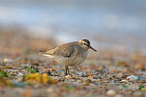 Red knot (Calidris canutus) on foreshore, Norfolk, England, October